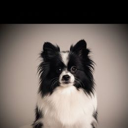 Cupcake - Pomeranian