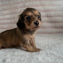 Éclair - Cream female Dachshund puppy in Temecula, California from Naomi Magee's Dachshund Kennel
