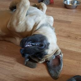 Mastiff Puppies from Nytewind Mastiffs