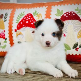 Kenobi - White male Pomsky puppy in Greenville, South Carolina from Thicketty Mountain Pomskies