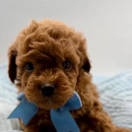 Karon - Red sable male Havapoo puppy in Loveland, Colorado from Littledoodles2love