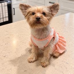 Pumpkin - Chocolate and tan female Yorkshire Terrier puppy in Orlando, Florida from Everyonelovesyorkies