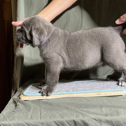 Cane Corso Puppies from RiverStone Gardens