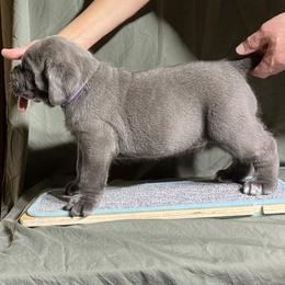 Cane Corso Puppies from RiverStone Gardens