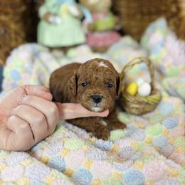Duke - Red  male Goldendoodle puppy in Wharton, Texas from Little Fur Friends