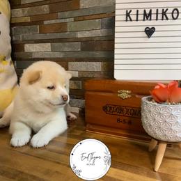 Shiba Inu Puppies from EndThyme Acres