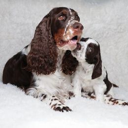 English Springer Spaniel Puppies from Spellcraft Springers