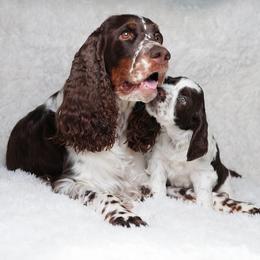 English Springer Spaniel Puppies from Spellcraft Springers