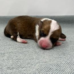 Kanga - Sable female Pembroke Welsh Corgi puppy in Waco, Texas from The Comma Corgis