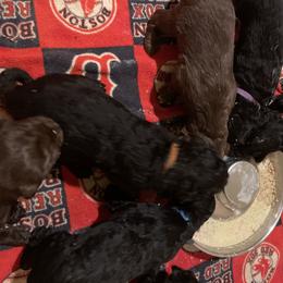 Goldendoodle and Golden Retriever Puppies from Golden-Doods and Company