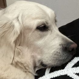 Sophie - Golden Retriever