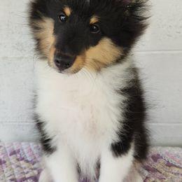 Shetland Sheepdog puppies from Karefree Shelties