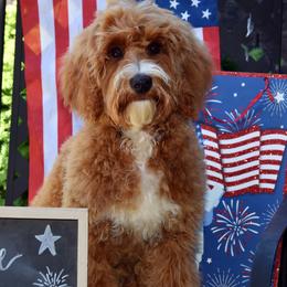 Australian Labradoodles from Selah Doodles
