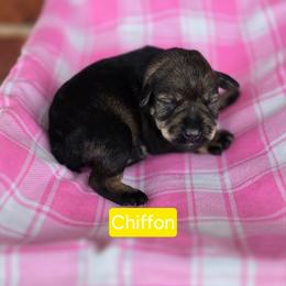 Chiffon - Salt and pepper female Miniature Schnauzer puppy in Piedmont, Oklahoma from J&K's Miniature Schnauzers