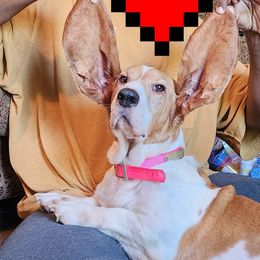 Basset Hounds and Beagles from TwinOaks Beagles and Basset