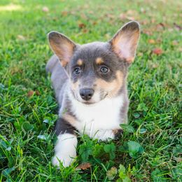 Twix - Blue female Pembroke Welsh Corgi puppy in Bedford, Indiana from Sunny Acres Corgis