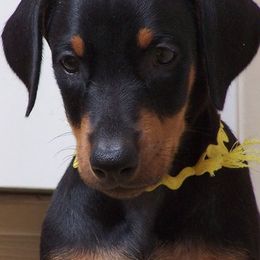 Doberman Pinschers from Mikadobe Dobermans