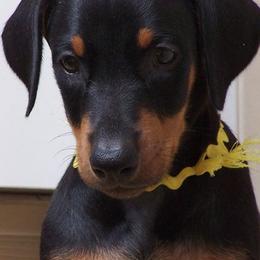 Doberman Pinschers from Mikadobe Dobermans