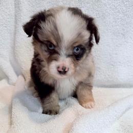 Huckleberry - Blue merle male Miniature Australian Shepherd puppy in Scottsburg, Indiana from Aussie Gems