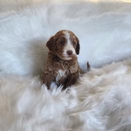 Mr Gray - Apricot male Goldendoodle puppy in Cumming, Georgia from Chattahoochee Kennels