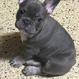 Sable - Blue female French Bulldog puppy in Dickinson, Texas from D & A House of Frenchys