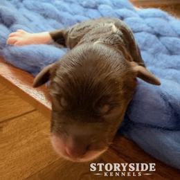 Muffin - Brown and white female Aussiedoodle puppy in Cassville, Wisconsin from Storyside Kennels
