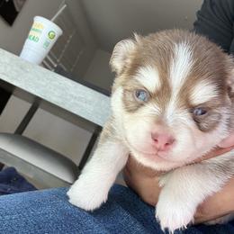 Pomsky puppies from Armando Echevarria
