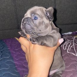 French Bulldog Puppies from Peter’s Frenchies