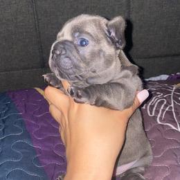 French Bulldog Puppies from Peter’s Frenchies