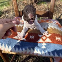 Red - Liver and white male German Shorthaired Pointer puppy in Union Hall, Virginia from Rustic Creek Farms