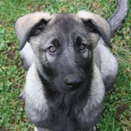 Shiloh Shepherd Puppies from Solace Shilohs