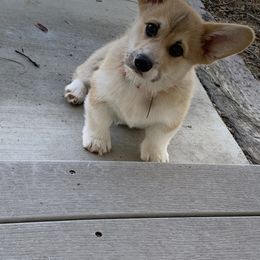 Pembroke Welsh Corgi Puppies from Silver Springs Corgis