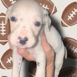 Georgia - White and black female Dalmatian puppy in Bremen, Georgia from Clark’s Dalmatians