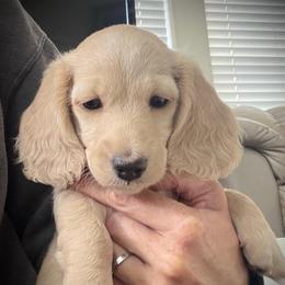 Black Collar Boy - Cream male Dachshund puppy in Descanso, California from Kendaline Kennels