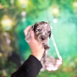Tofu - Dapple male Dachshund puppy in Westport, Kentucky from Lonestar Creek Farm