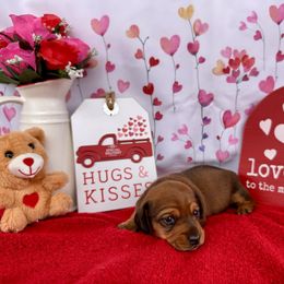 Dachshund Puppies from Florida Dippin’ Dachshunds & Aussiedoodles