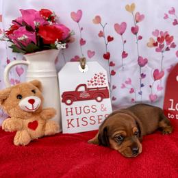 Dachshund Puppies from Florida Dippin’ Dachshunds & Aussiedoodles
