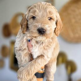 Sage - Apricot male Goldendoodle puppy in Moses Lake, Washington from Macy Meadows Doodles