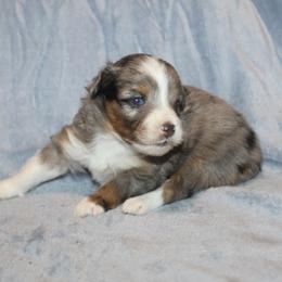 Joy - Blue merle female Aussiedoodle puppy in Loretto, Tennessee from K Kountry Farm
