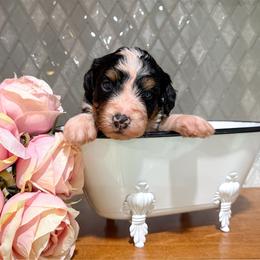 Derek - Tri-color male Bernedoodle puppy in Kilgore, Texas from Furry Tail Doodles