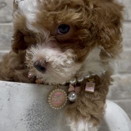 Ruby 7-8 lbs akc - Red  female Poodle puppy in Ocala, Florida from Fancy Florida Puppies
