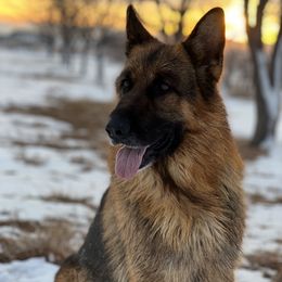Shico - German Shepherd