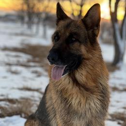 Shico - German Shepherd