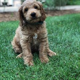 Australian Labradoodle Puppies from Lake Breeze Labradoodles