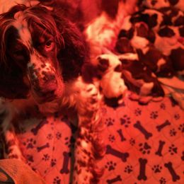 English Springer Spaniel Puppies from Clucking Homestead Springers