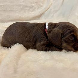 Cocker Spaniel Puppies from Jennifer Dees