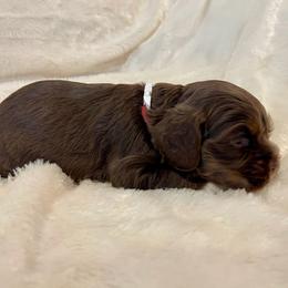 Cocker Spaniel Puppies from Jennifer Dees