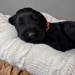 Boy 2 - Black male Giant Schnauzer puppy in St George, Utah from Schnauzer Ranch