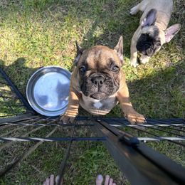 French Bulldog Puppies from Stratton Kennel