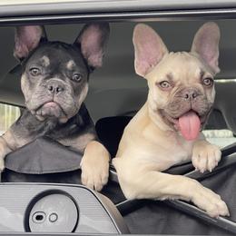 French Bulldog Puppies from Orderofthebulldogs, LLC
